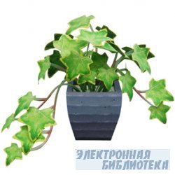 Ornamental plant : Ivy